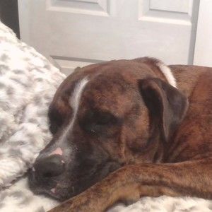 Meet your Posher, Evanka